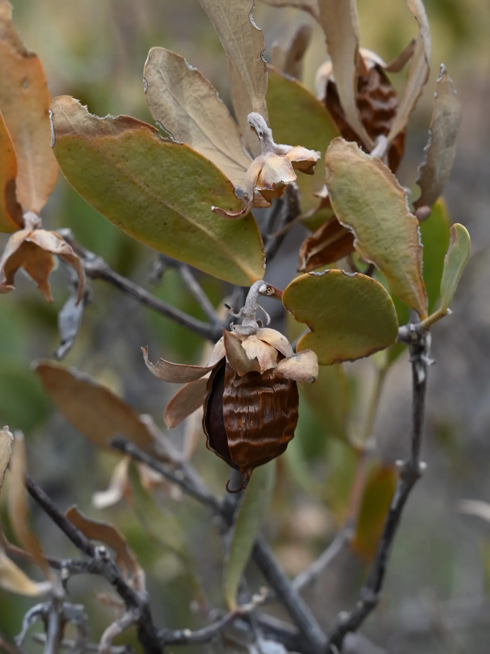 Jojoba, Goatnut (Simmondsia Chinensis) — When designing a garden that requires low water usage and maintenance, Jojoba is a superb choice; it can reach a