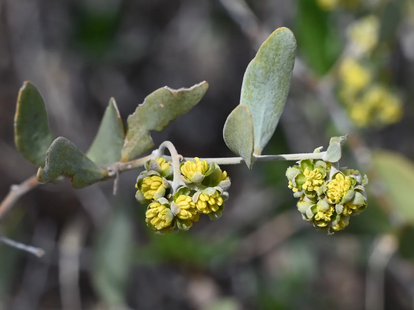 Jojoba, Goatnut (Simmondsia Chinensis) — leathery foliage and inconspicuous flowers are highly drought-resistant; it can reach a mature height of up to 6 feet