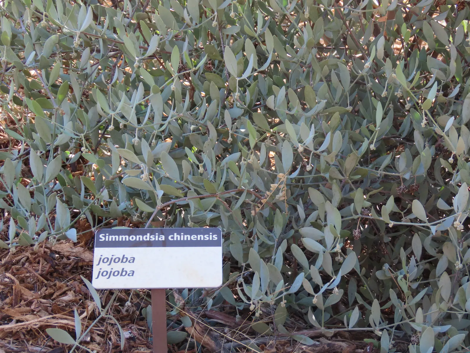 Jojoba, Goatnut (Simmondsia Chinensis) — Remember to allocate space for its full width and height in landscape planning for a balanced design