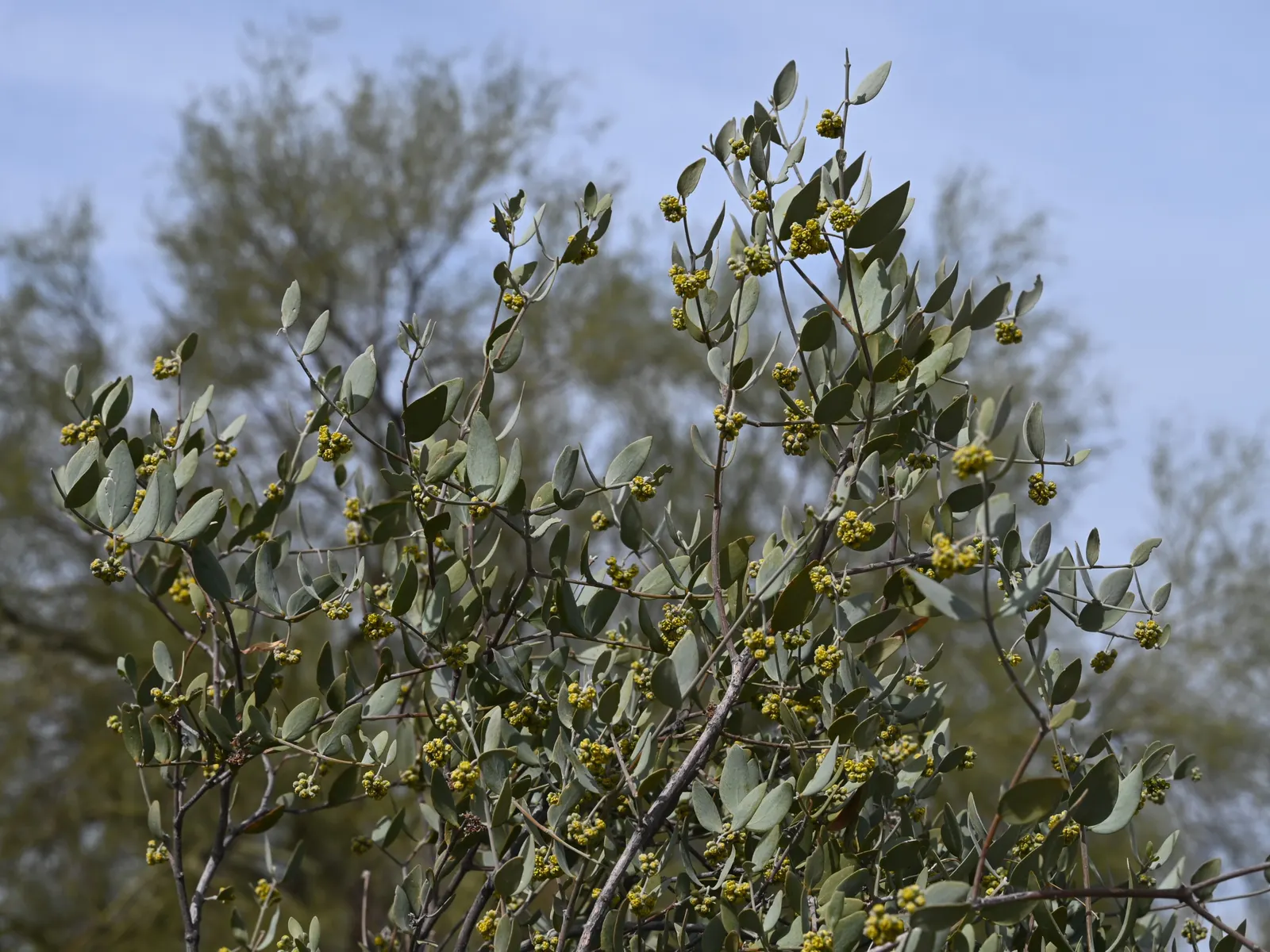 Jojoba, Goatnut (Simmondsia Chinensis) — Adaptable to arid conditions, it reaches up to 6 feet in height and spreads 6 to 10 feet wide; with only females
