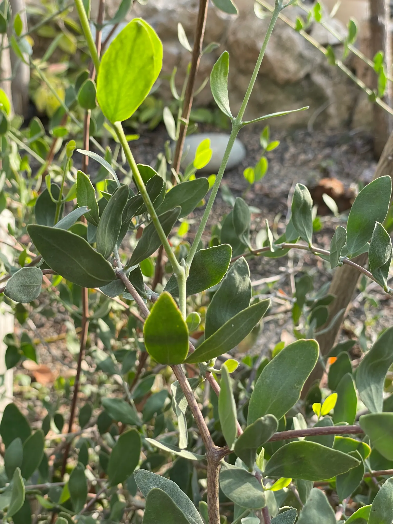 Jojoba, Goatnut (Simmondsia Chinensis) — with only females bearing fruit