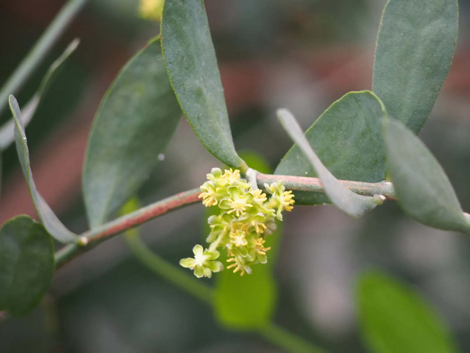 Jojoba, Goatnut (Simmondsia Chinensis) — allowing it to flourish even in arid conditions with minimal supplemental watering once established; noted for its