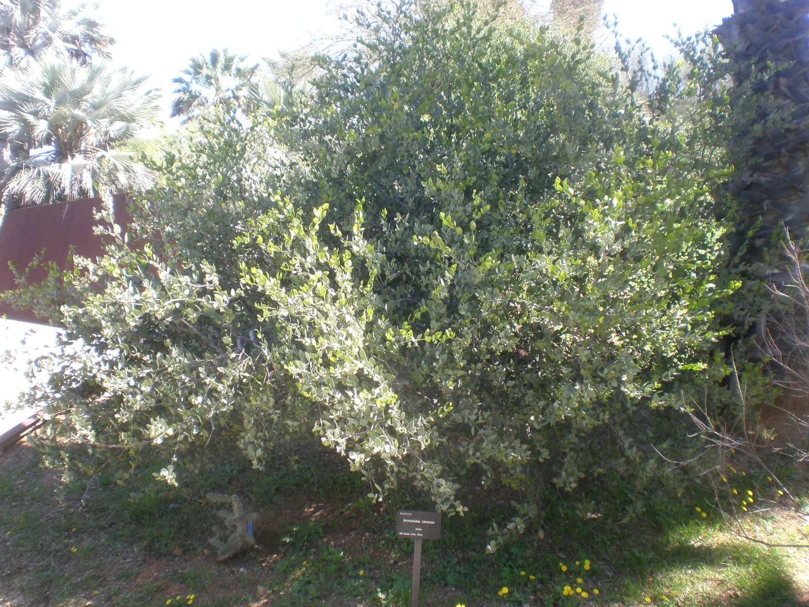 Jojoba, Goatnut (Simmondsia Chinensis) — resembling a small acorn.<br><br>The plant's slow growth rate makes it easy to maintain in landscapes; remember to