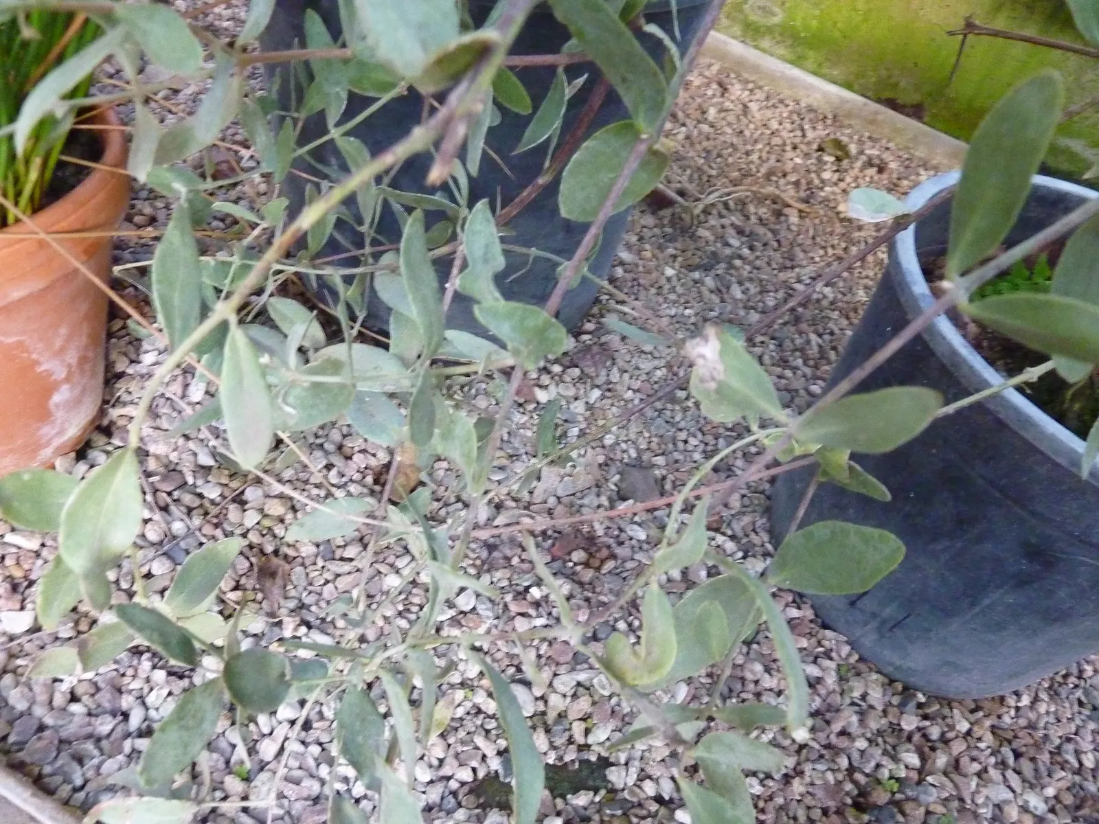 Jojoba, Goatnut (Simmondsia Chinensis) — white and yellow flowers in the garden