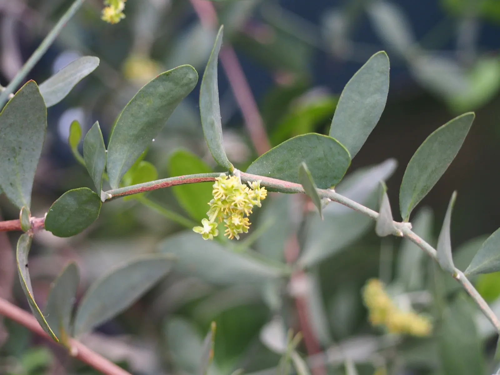 Jojoba, Goatnut (Simmondsia Chinensis) — thriving in USDA hardiness zones 9b through 11; it can reach a mature height of up to 6 feet with a spread of 6 to 10