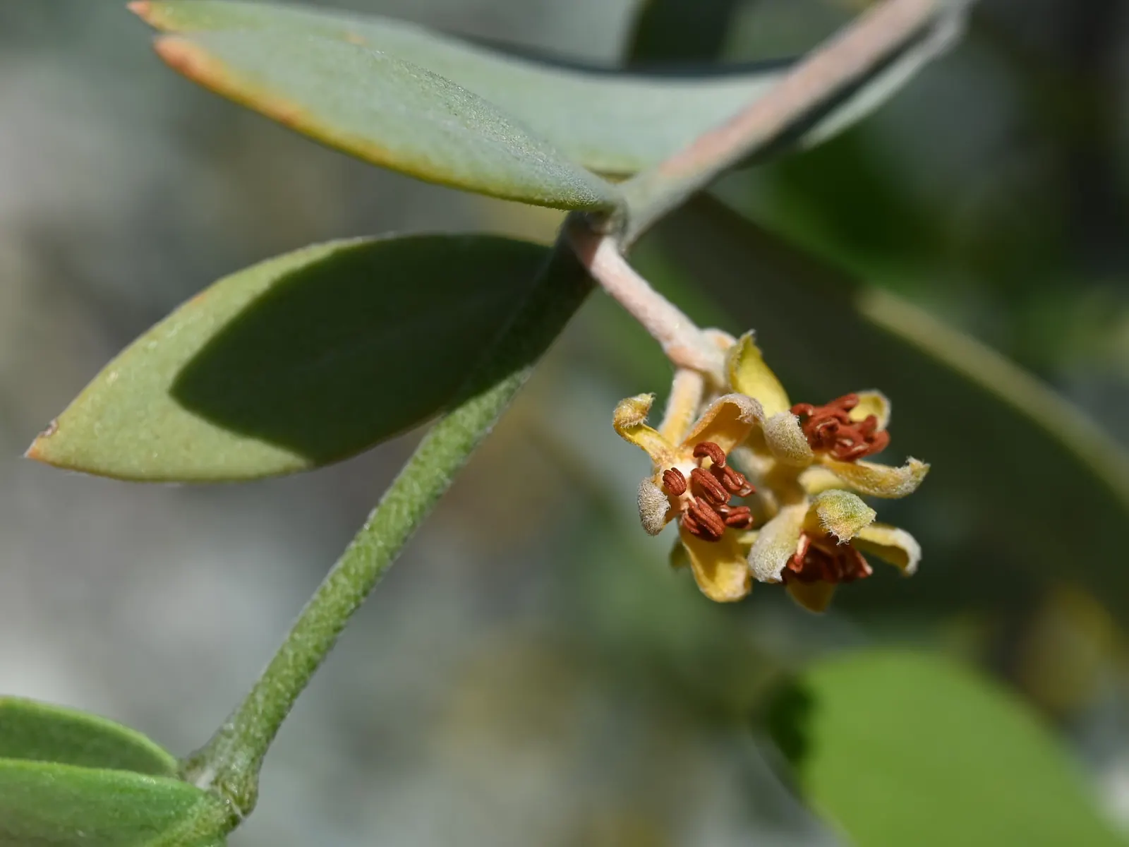 Jojoba, Goatnut (Simmondsia Chinensis) — is a perennial shrub native to Southwestern North America; it can reach a mature height of up to 6 feet with a spread