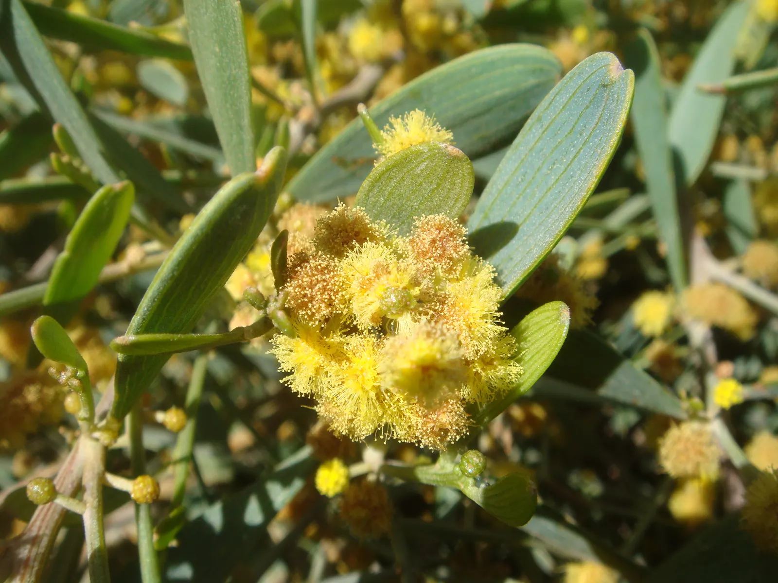 Jojoba, Goatnut (Simmondsia Chinensis) — shrub with white and yellow blooms