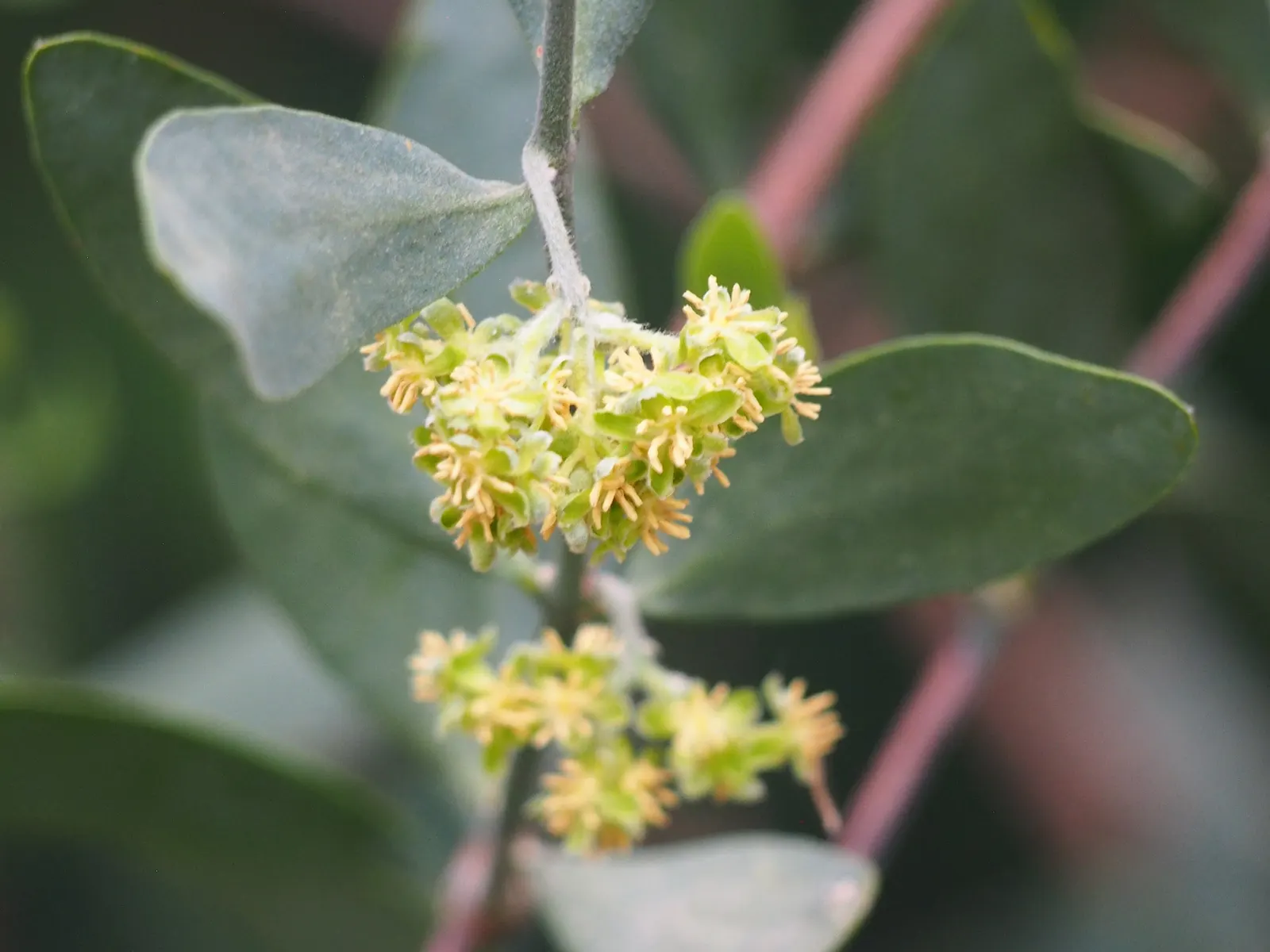Jojoba, Goatnut (Simmondsia Chinensis) — Its deep root system makes it extremely drought-tolerant; remember to allocate space for its full width and height in