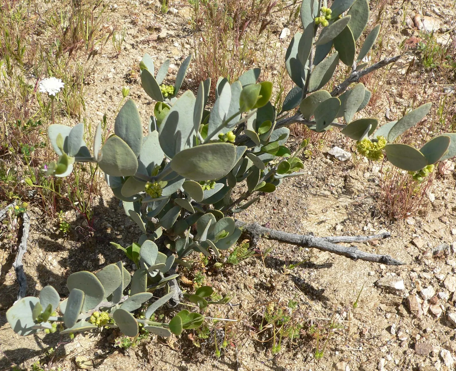 Jojoba, Goatnut (Simmondsia Chinensis) — adding an element of interest for clients