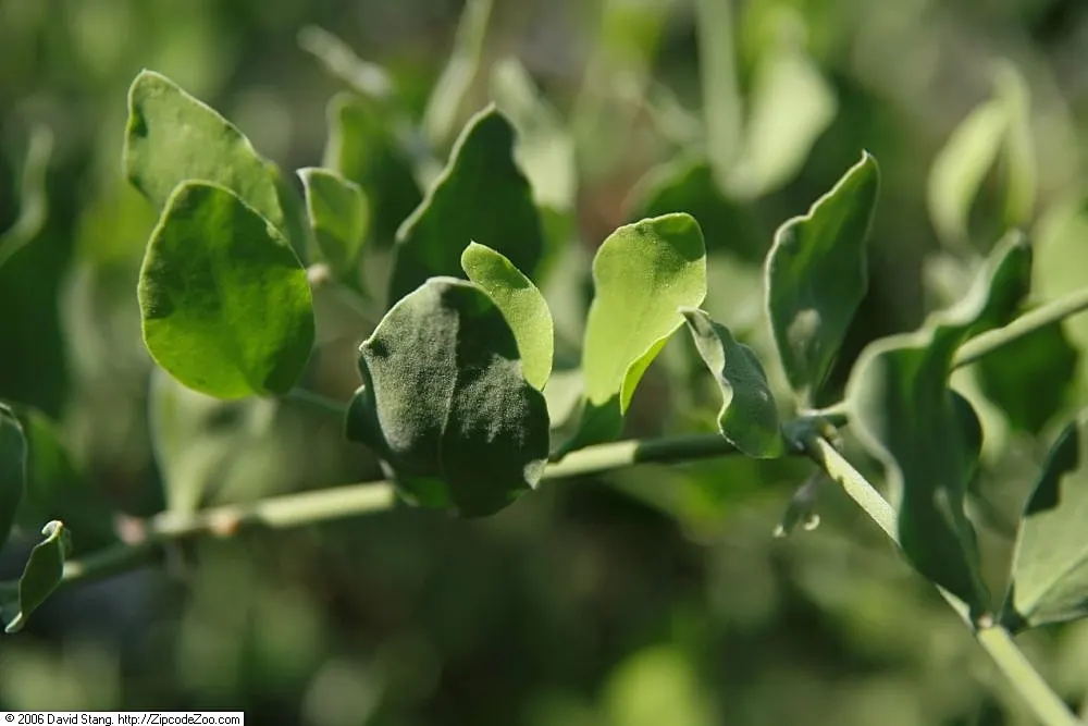 Jojoba, Goatnut (Simmondsia Chinensis) — Its deep root system makes it extremely drought-tolerant