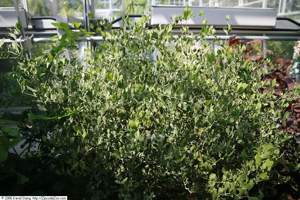 Jojoba, Goatnut (Simmondsia Chinensis) — thriving in USDA hardiness zones 9b through 11