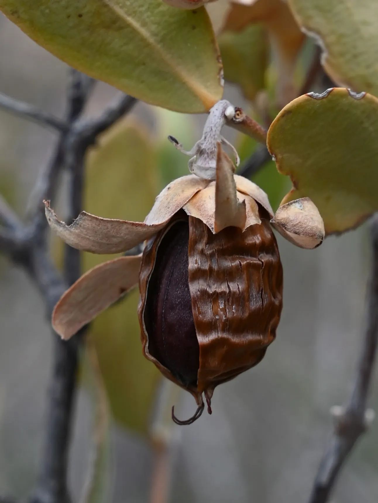 Jojoba, Goatnut (Simmondsia Chinensis) — As a landscape architect assistant; noted for its wax-producing seeds