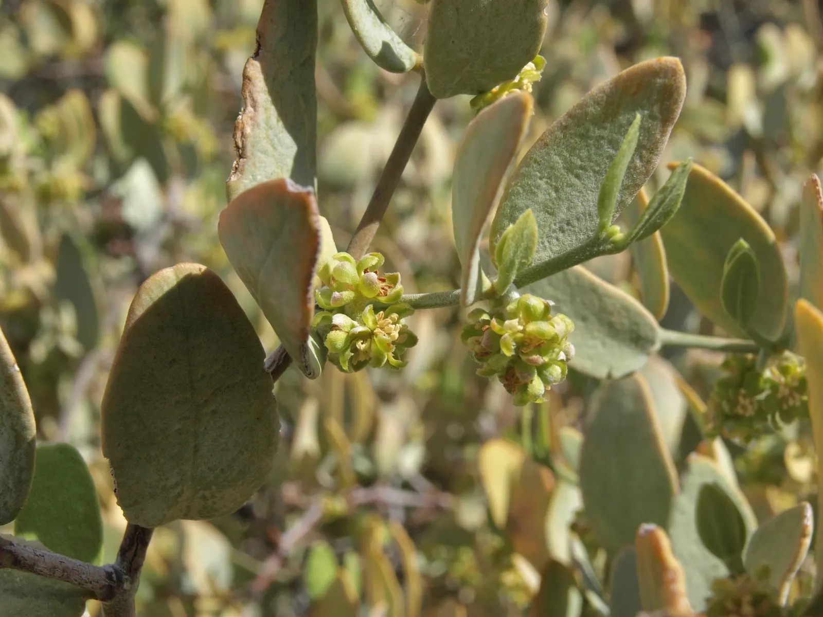 Jojoba, Goatnut (Simmondsia Chinensis) — plants are either male or female; noted for its wax-producing seeds