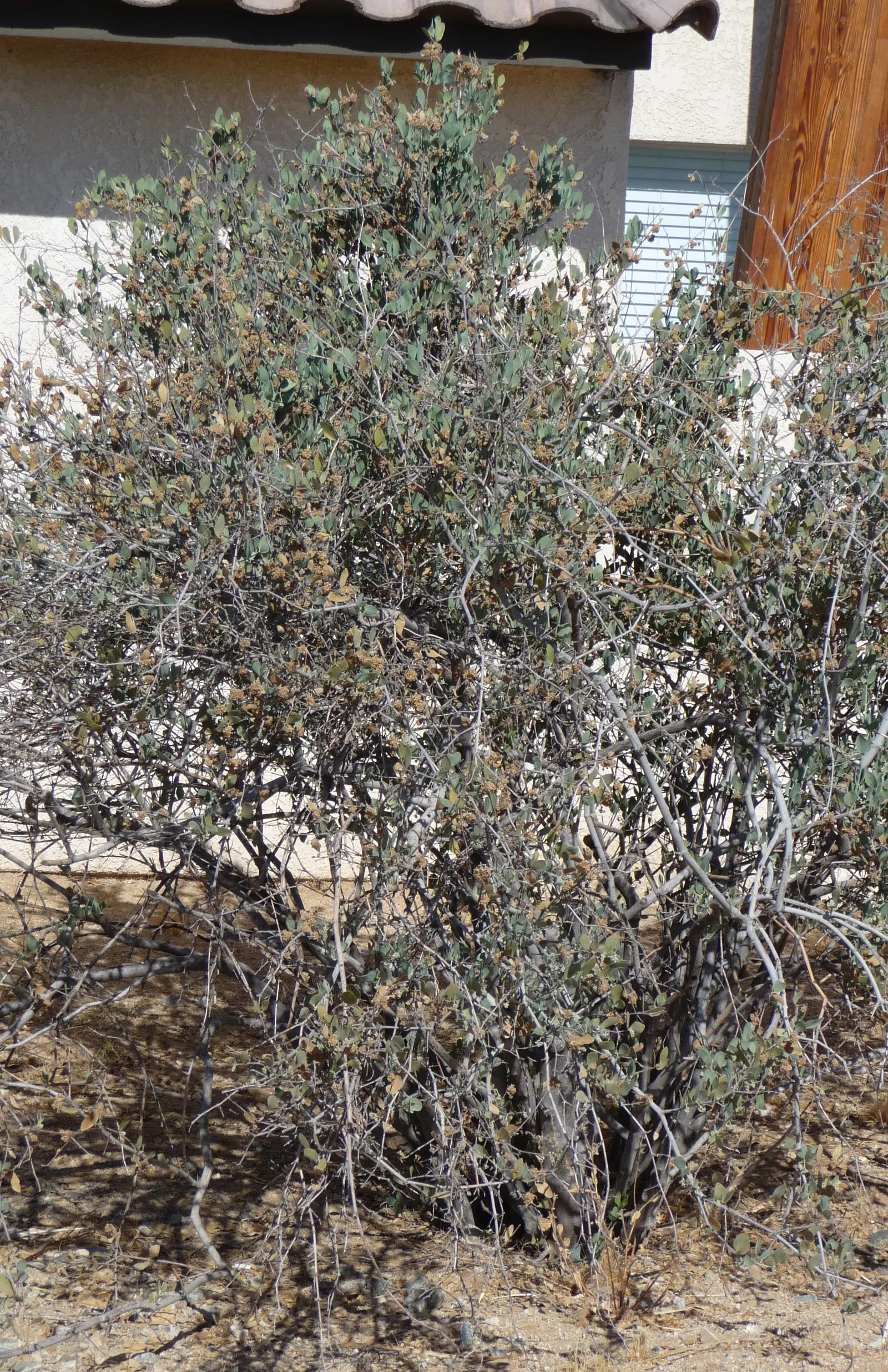 Jojoba, Goatnut (Simmondsia Chinensis) — with only females bearing fruit; it can reach a mature height of up to 6 feet with a spread of 6 to 10 feet