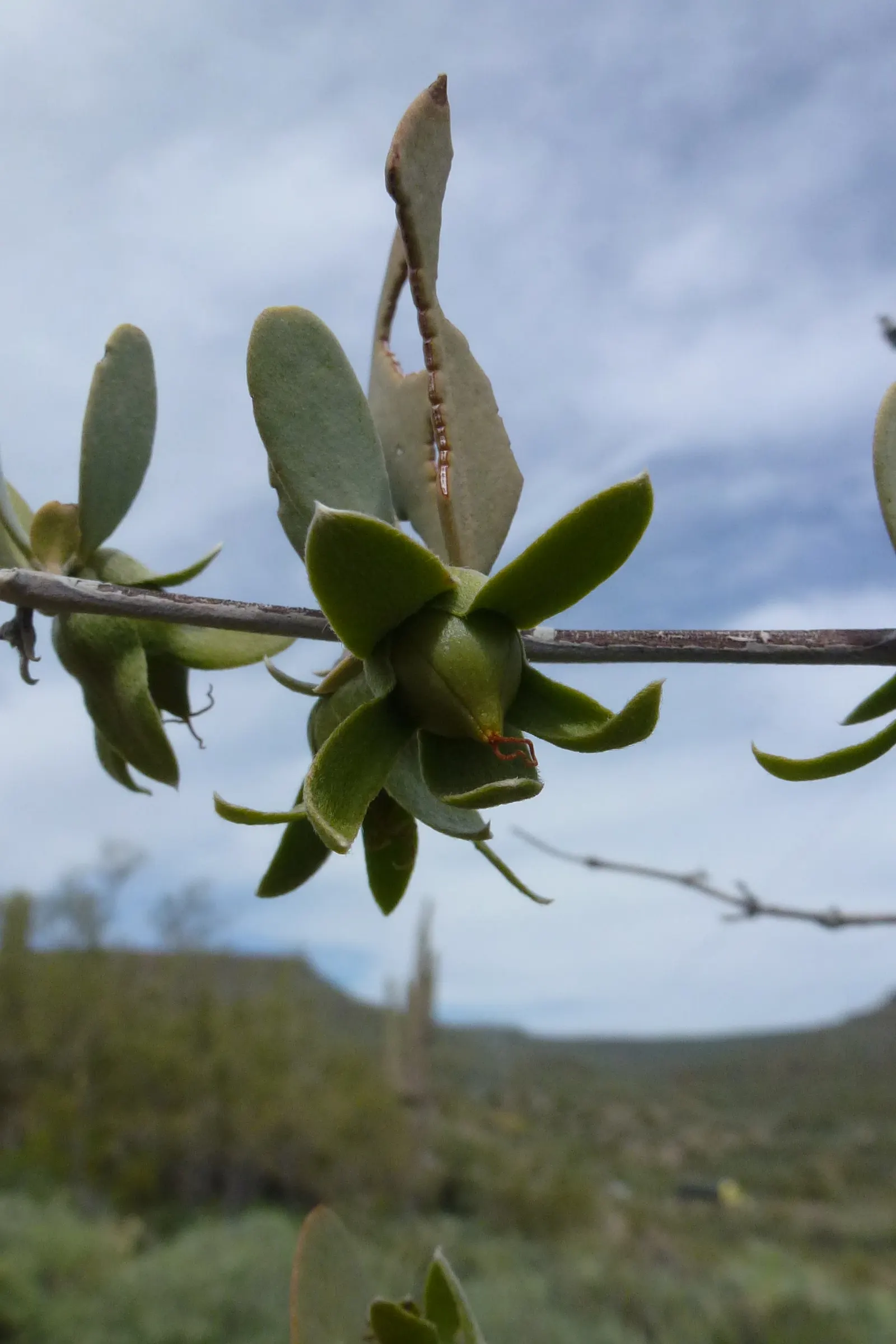 Jojoba, Goatnut (Simmondsia Chinensis) — resembling a small acorn.<br><br>The plant's slow growth rate makes it easy to maintain in landscapes