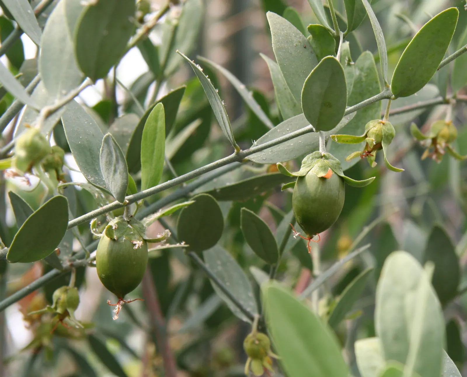 Jojoba, Goatnut (Simmondsia Chinensis) — oil extracted from the seeds is highly regarded for its cosmetic applications