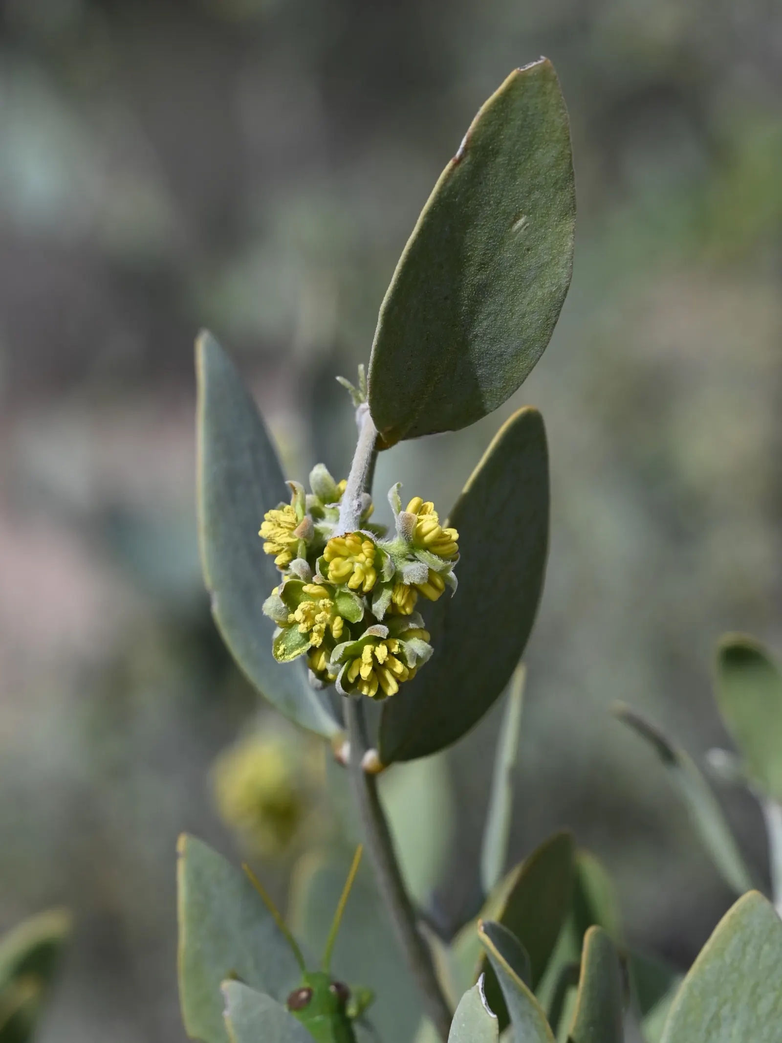 Jojoba, Goatnut (Simmondsia Chinensis) — is a perennial shrub native to the desert regions of the southwestern United States and northwestern Mexico; remember