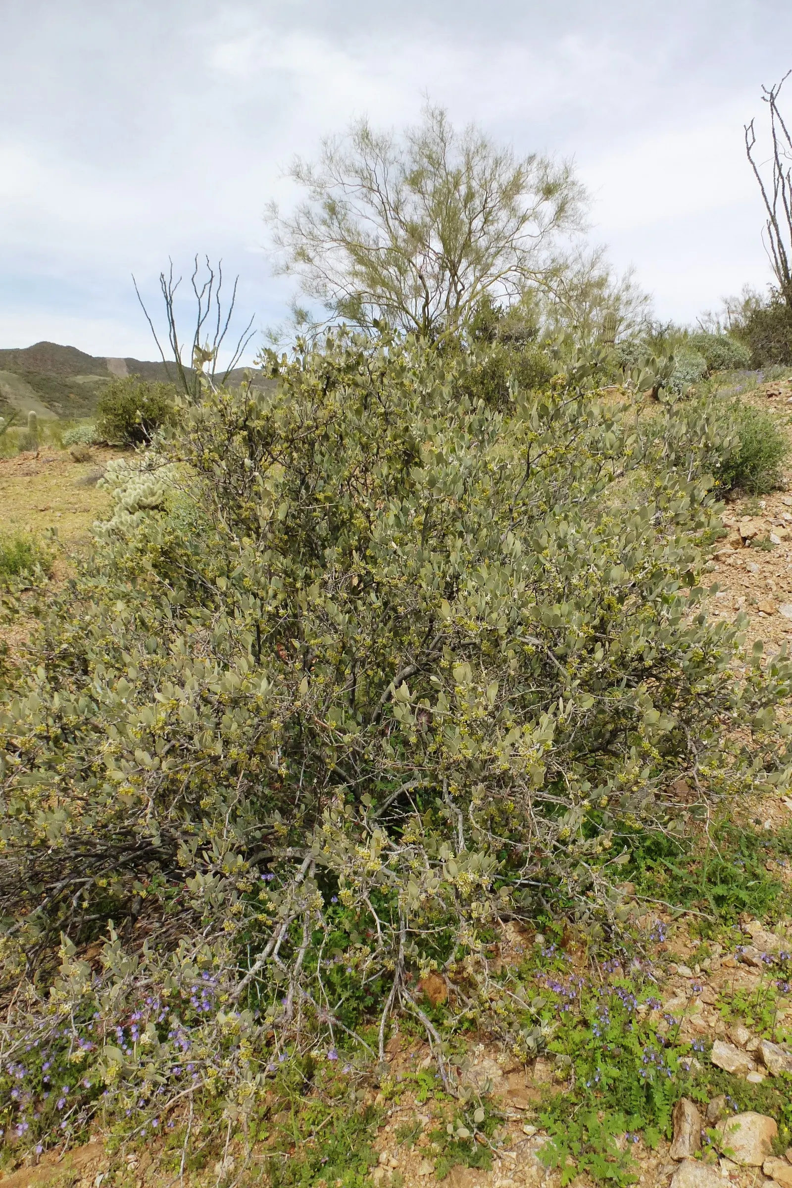 Jojoba, Goatnut (Simmondsia Chinensis) — It can be used as an accent plant, for mass plantings, or as a hedge
