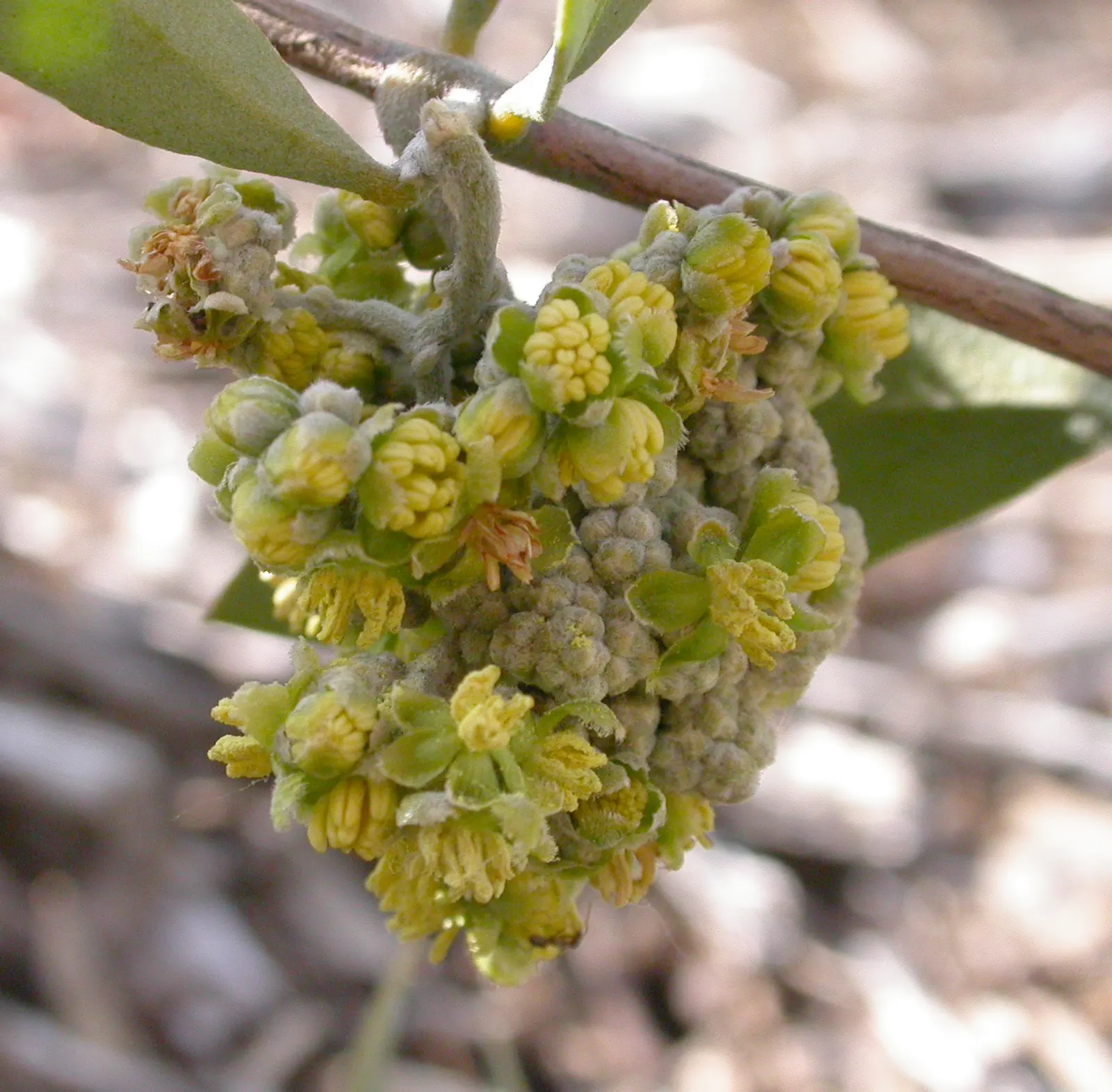 Jojoba, Goatnut (Simmondsia Chinensis) — When designing a garden that requires low water usage and maintenance, Jojoba is a superb choice