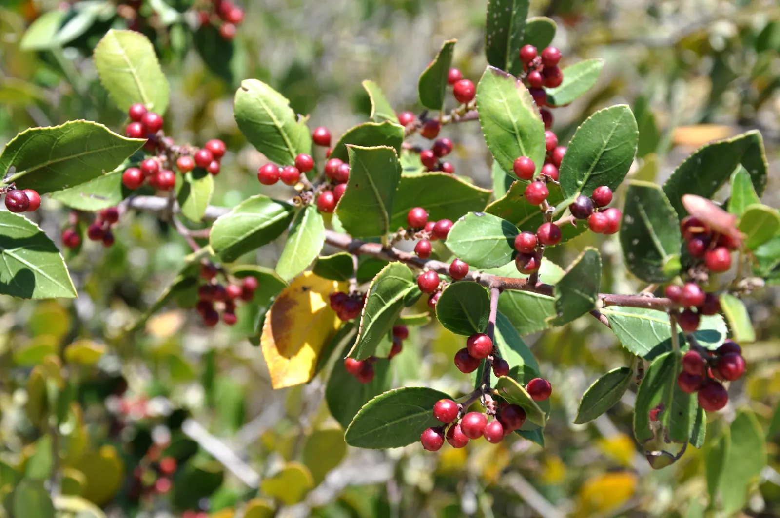 Jojoba, Goatnut (Simmondsia Chinensis) — commonly known as Jojoba or Goatnut; noted for its wax-producing seeds