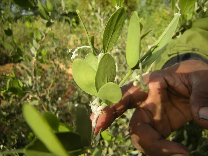 Jojoba, Goatnut (Simmondsia Chinensis) — capable of reducing water loss in hot environments.<br><br>During spring