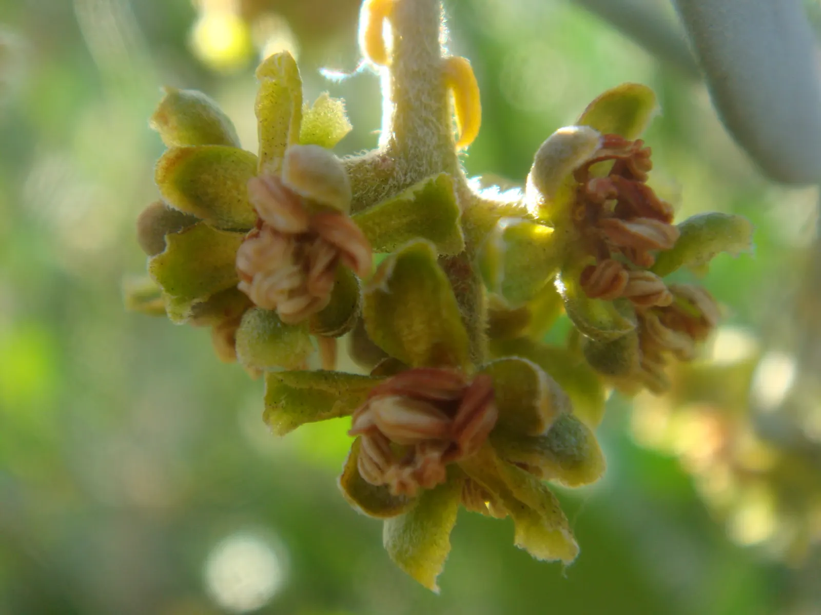 Jojoba, Goatnut (Simmondsia Chinensis) — It can be used as an accent plant, for mass plantings, or as a hedge; noted for its wax-producing seeds