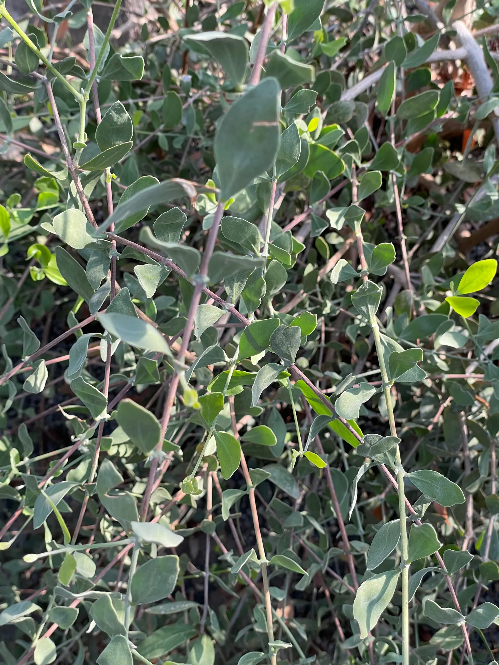 Jojoba, Goatnut (Simmondsia Chinensis) — shrub for full