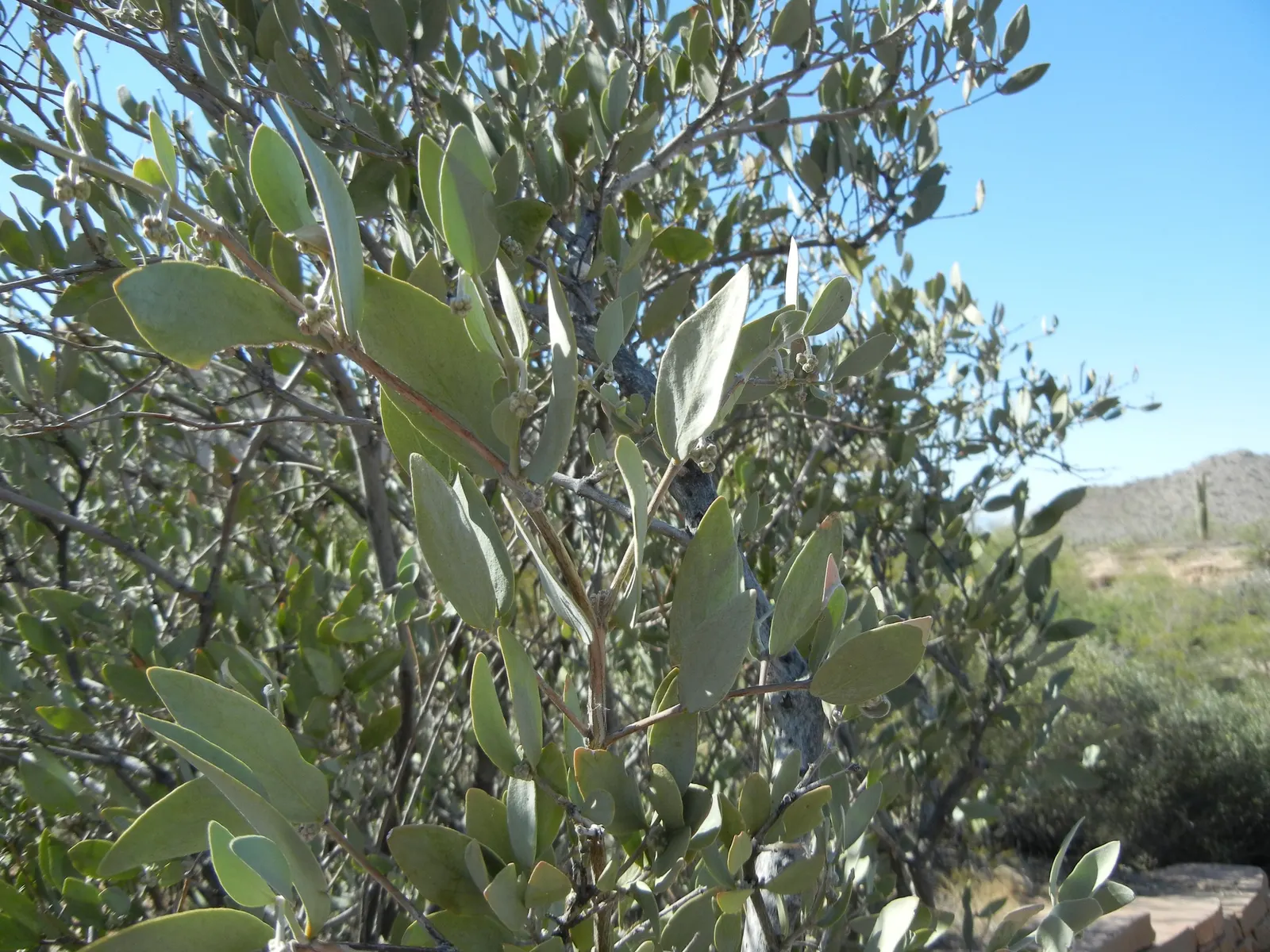 Jojoba, Goatnut (Simmondsia Chinensis) — Remember to allocate space for its full width and height in landscape planning for a balanced design; noted for its