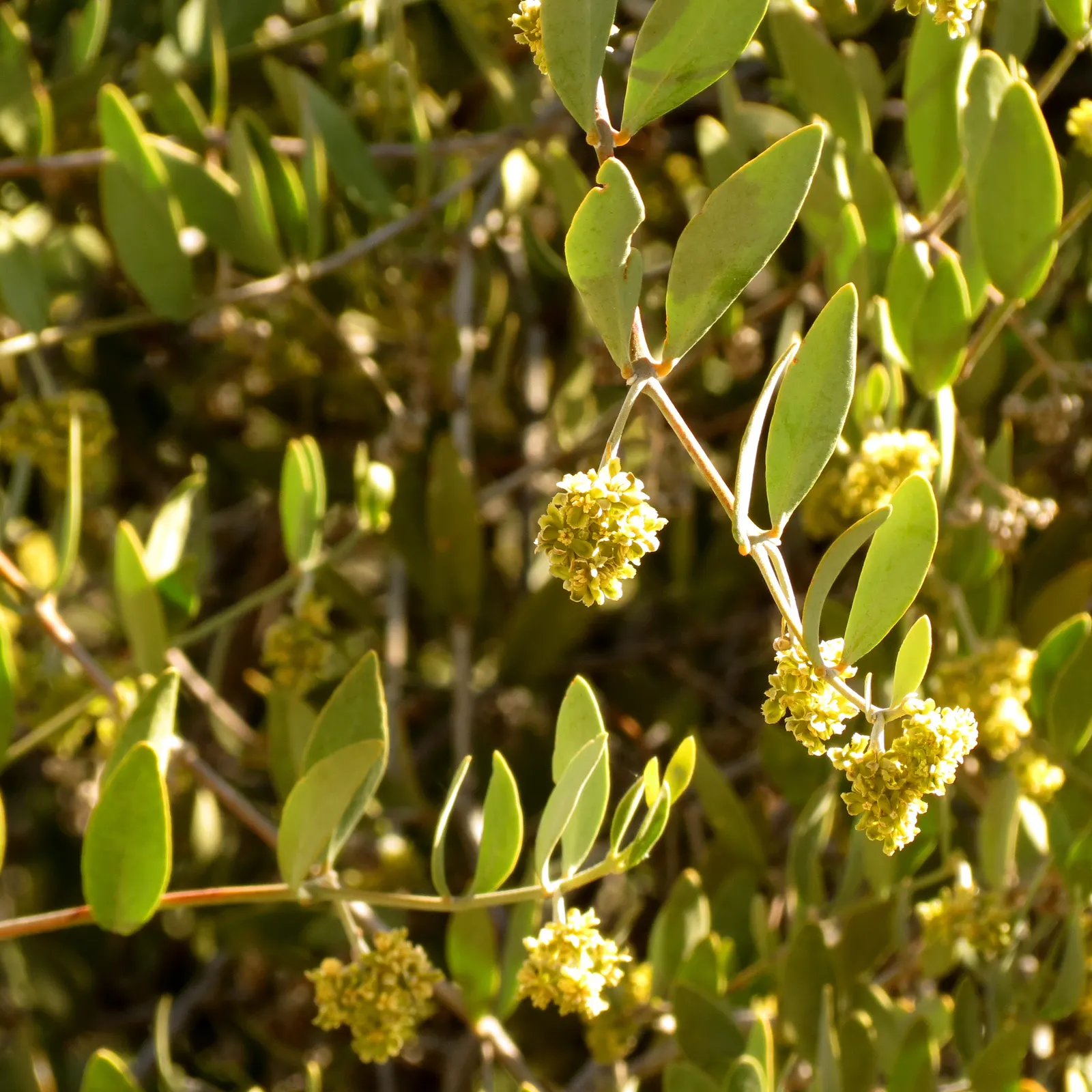 Jojoba, Goatnut (Simmondsia Chinensis) — is a perennial shrub native to Southwestern North America