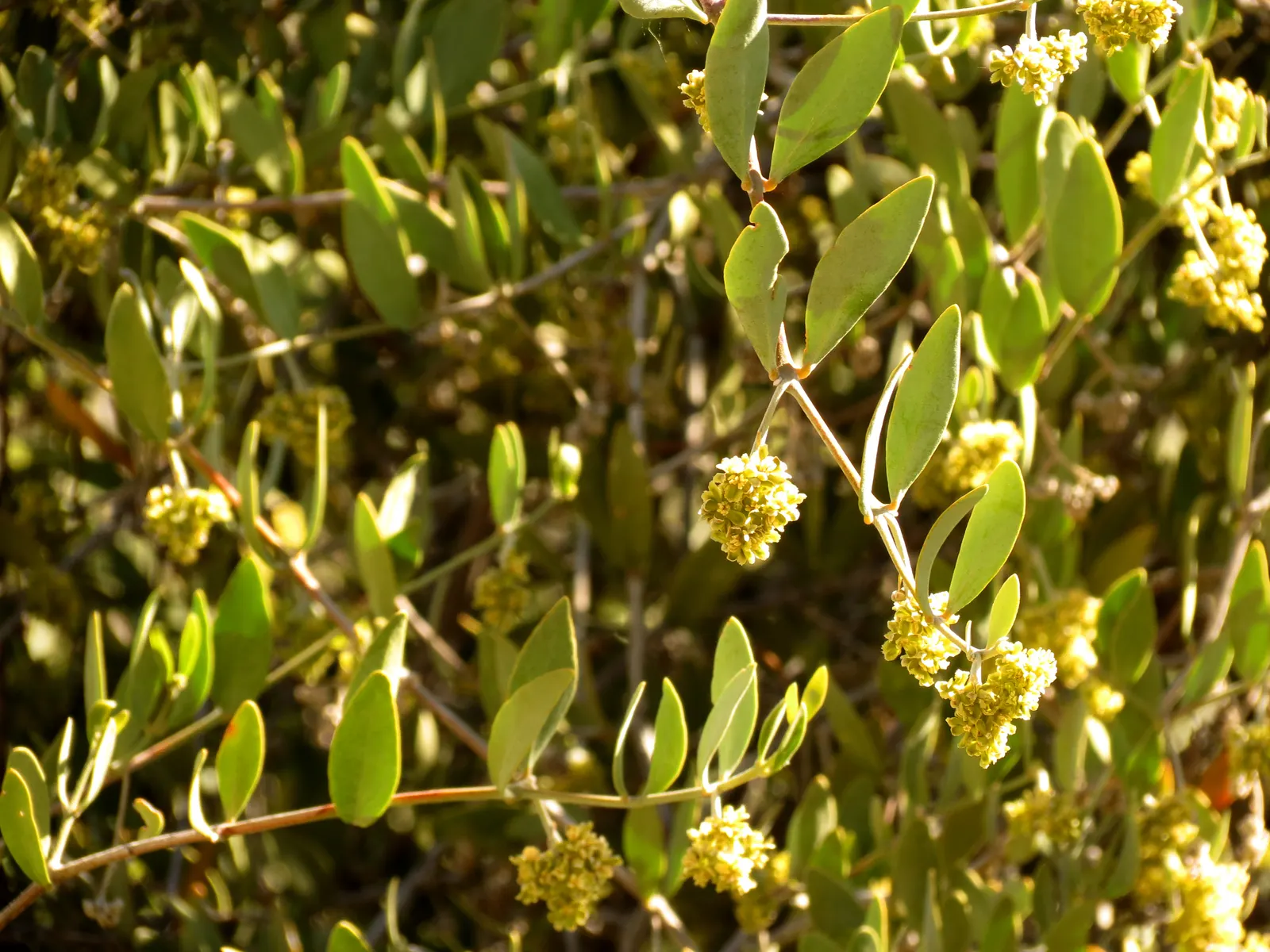 Jojoba, Goatnut (Simmondsia Chinensis) — Adaptable to arid conditions, it reaches up to 6 feet in height and spreads 6 to 10 feet wide