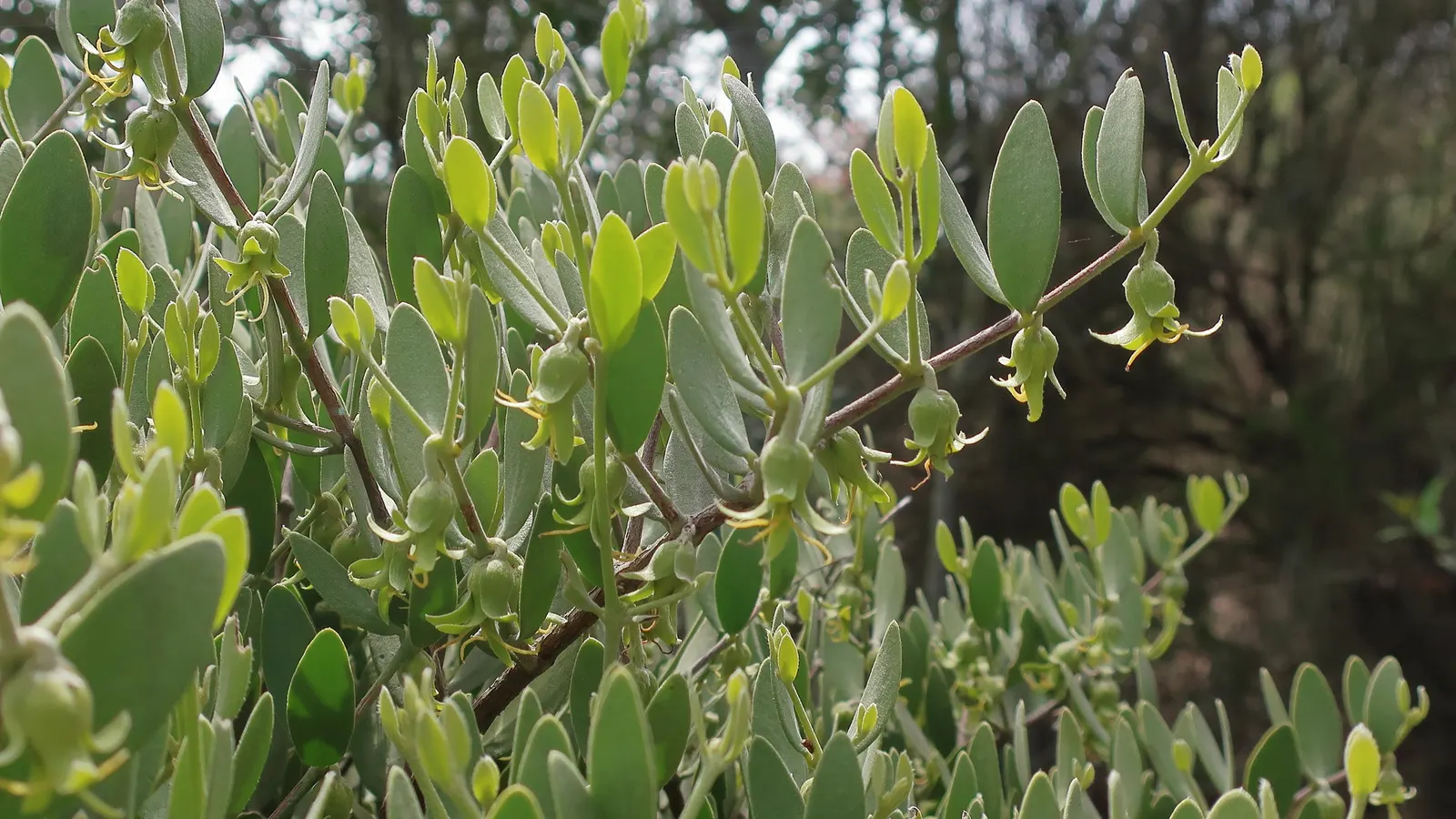 Jojoba, Goatnut (Simmondsia Chinensis) — gray-green leaves are leathery and oval