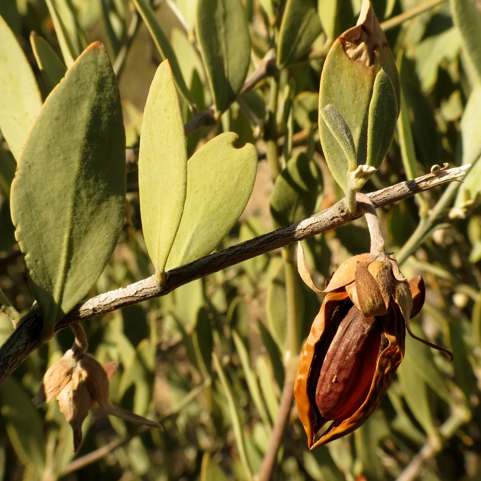 Jojoba, Goatnut (Simmondsia Chinensis) — commonly known as Jojoba or Goatnut; noted for its wax-producing seeds, image 57