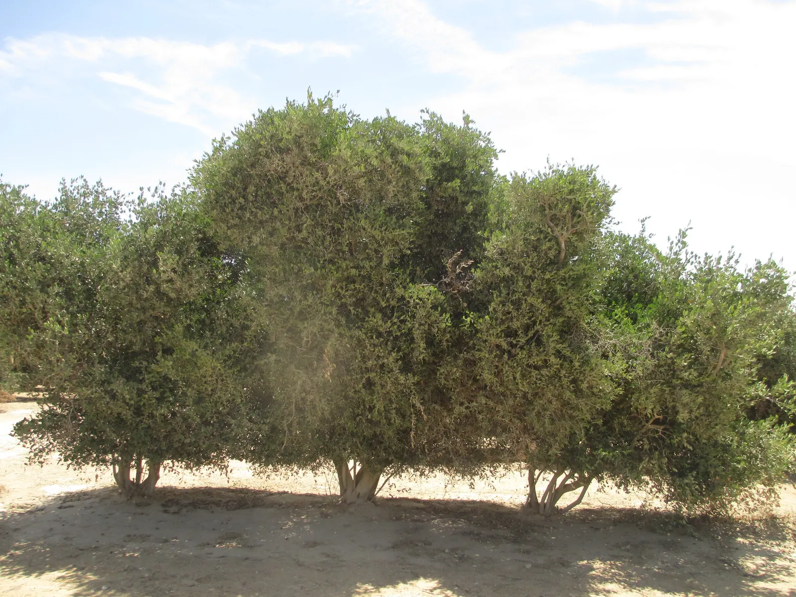 Jojoba, Goatnut (Simmondsia Chinensis) — Jojoba produces inconspicuous greenish-yellow flowers; being dioecious