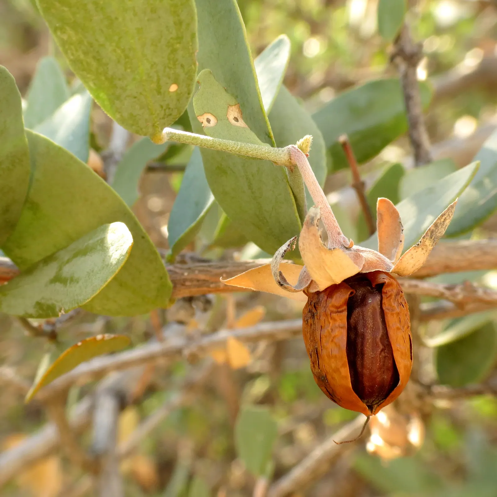 Jojoba, Goatnut (Simmondsia Chinensis) — oil extracted from the seeds is highly regarded for its cosmetic applications; with only females bearing fruit