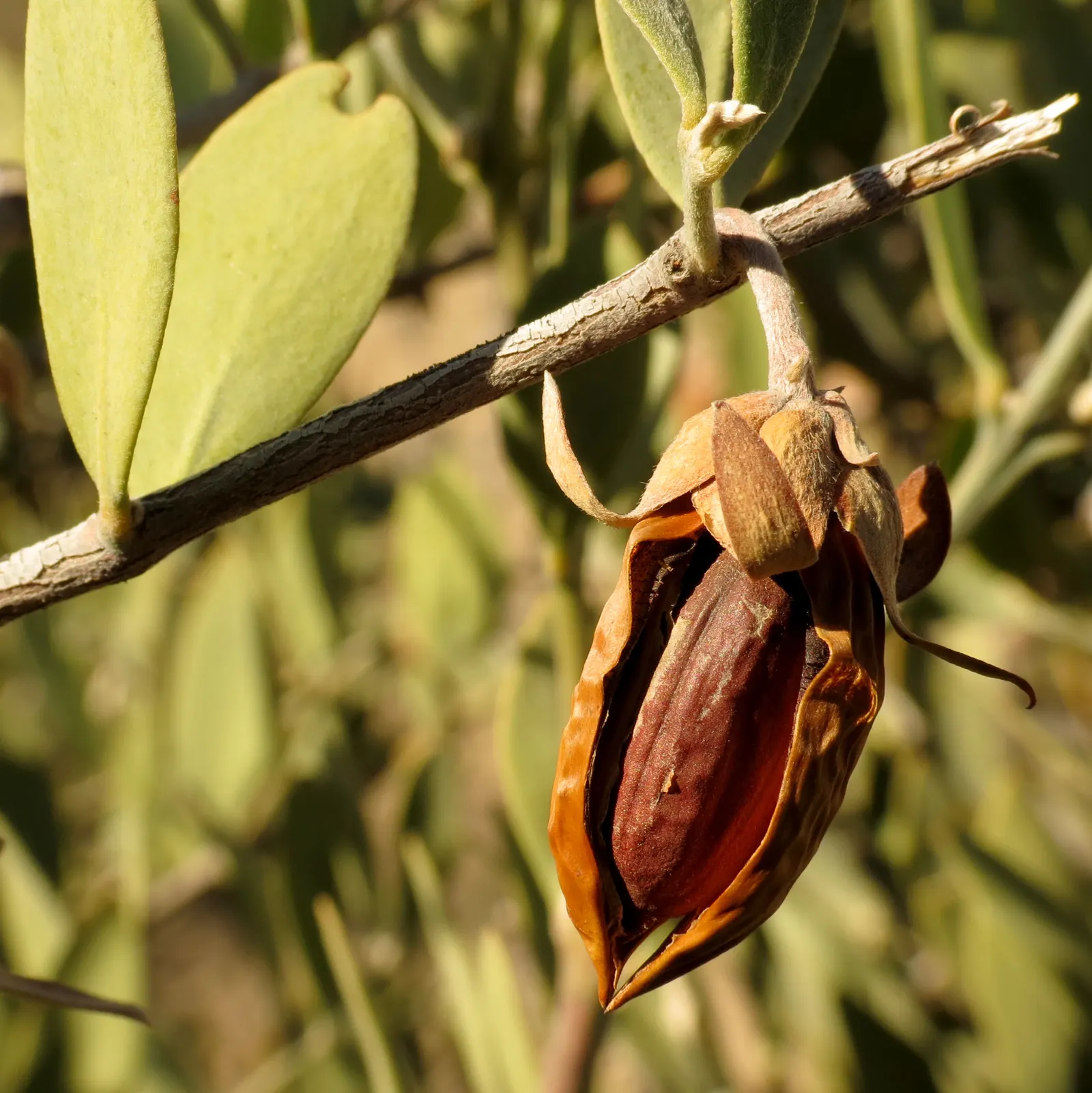 Jojoba, Goatnut (Simmondsia Chinensis) — white and yellow flowers in the garden; it can reach a mature height of up to 6 feet with a spread of 6 to 10 feet