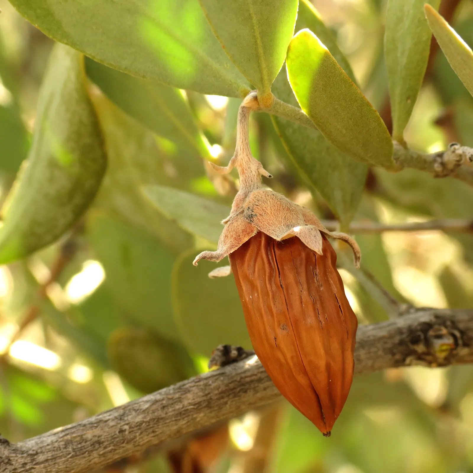 Jojoba, Goatnut (Simmondsia Chinensis) — this dioecious plant requires both male and female specimens for pollination