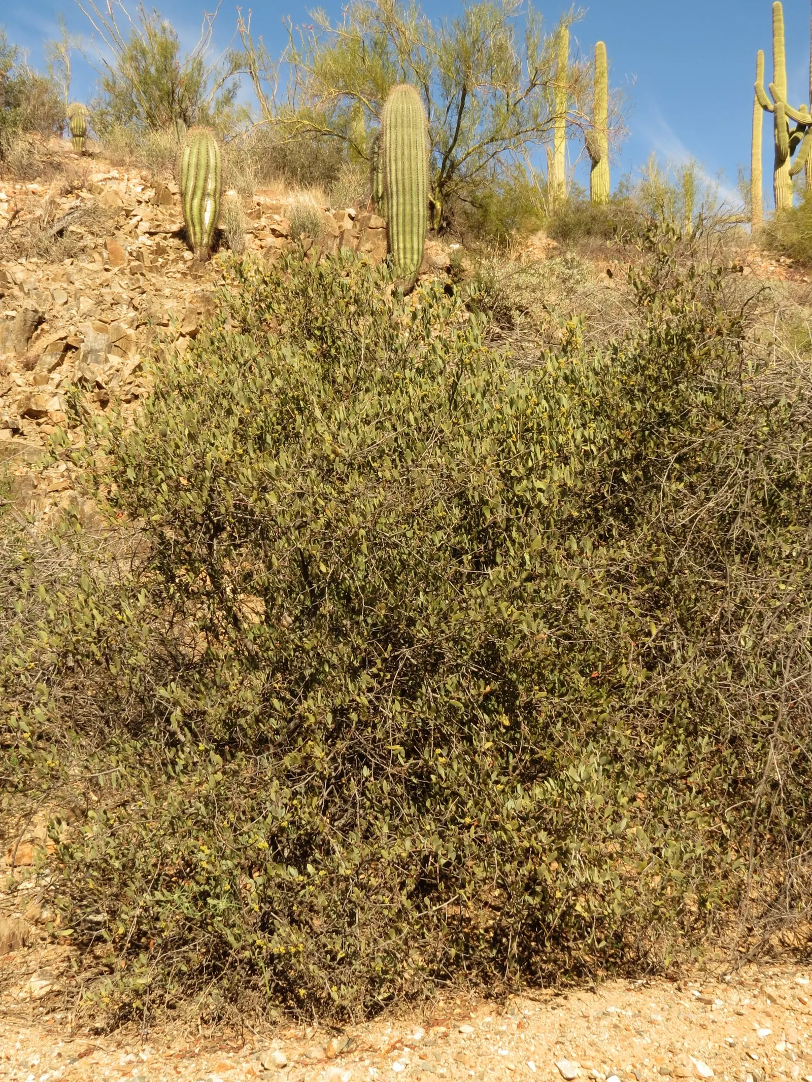 Jojoba, Goatnut (Simmondsia Chinensis) — adding an element of interest for clients; remember to allocate space for its full width and height in landscape