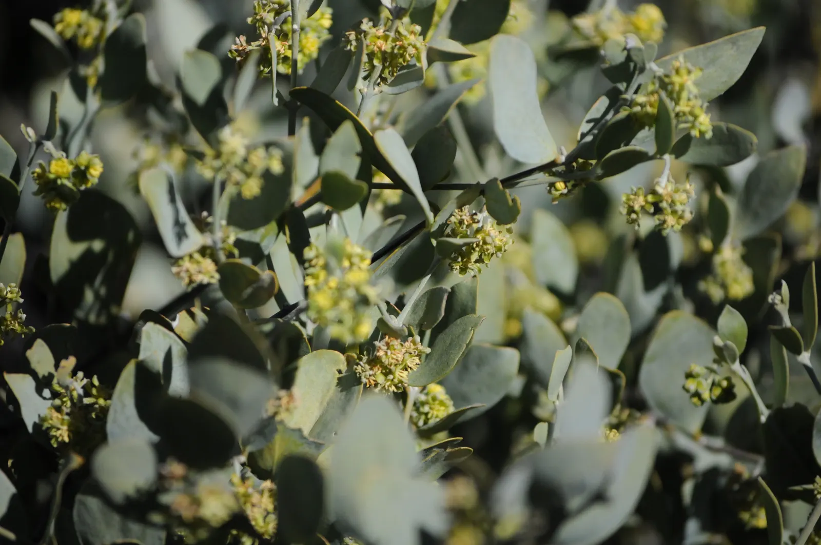 Jojoba, Goatnut (Simmondsia Chinensis) — is a perennial shrub native to Southwestern North America; it can reach a mature height of up to 6 feet, image 58
