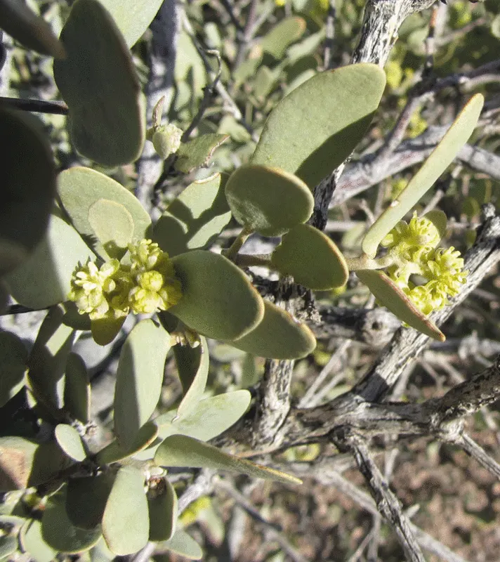 Jojoba, Goatnut (Simmondsia Chinensis) — It can reach a mature height of up to 6 feet with a spread of 6 to 10 feet; with only females bearing fruit