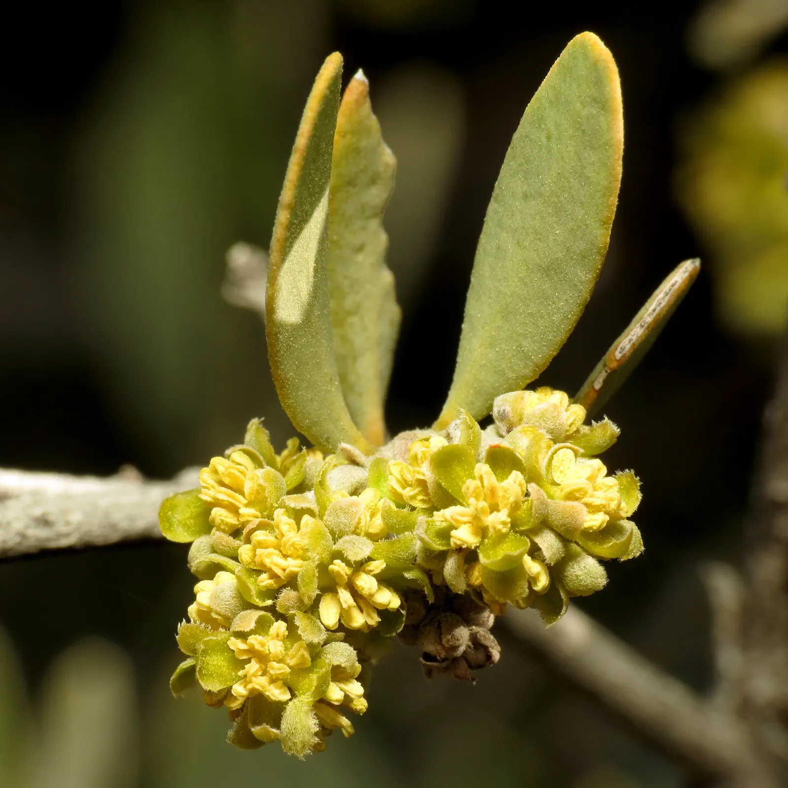 Jojoba, Goatnut (Simmondsia Chinensis) — leathery foliage and inconspicuous flowers are highly drought-resistant