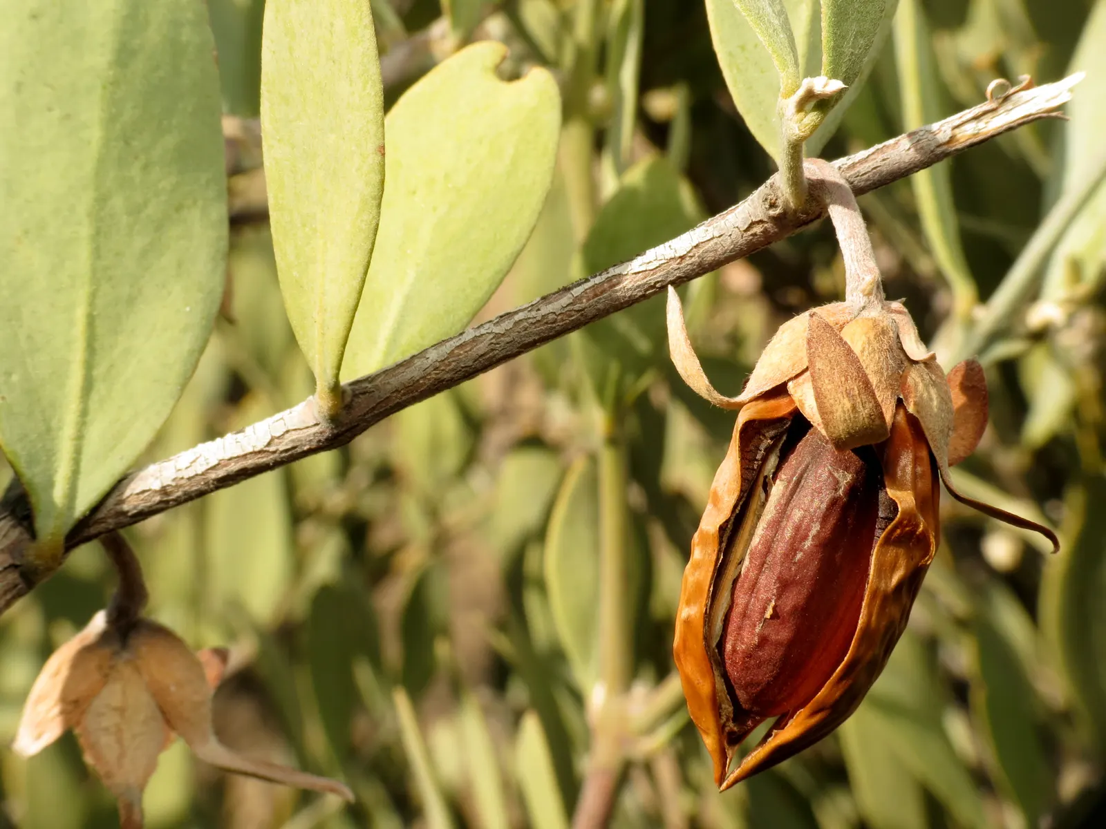 Jojoba, Goatnut (Simmondsia Chinensis) — shrub with white and yellow blooms; with only females bearing fruit