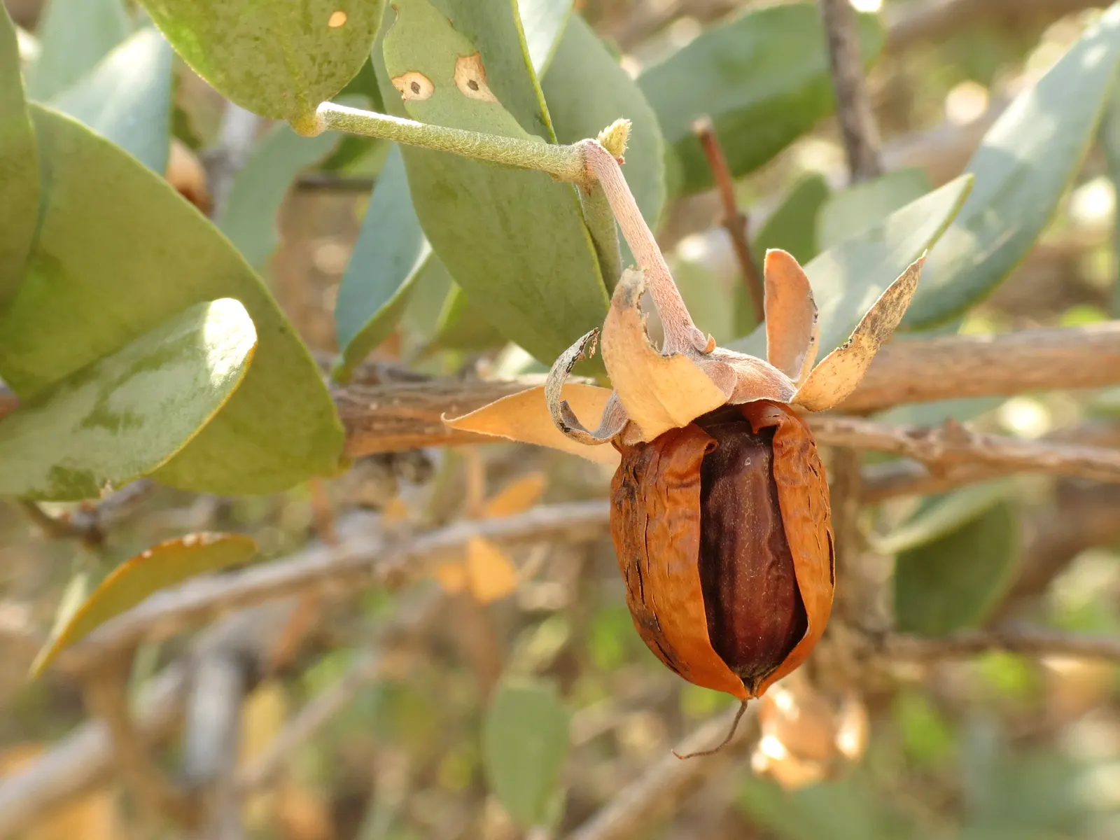 Jojoba, Goatnut (Simmondsia Chinensis) — capable of reducing water loss in hot environments.<br><br>During spring; with only females bearing fruit