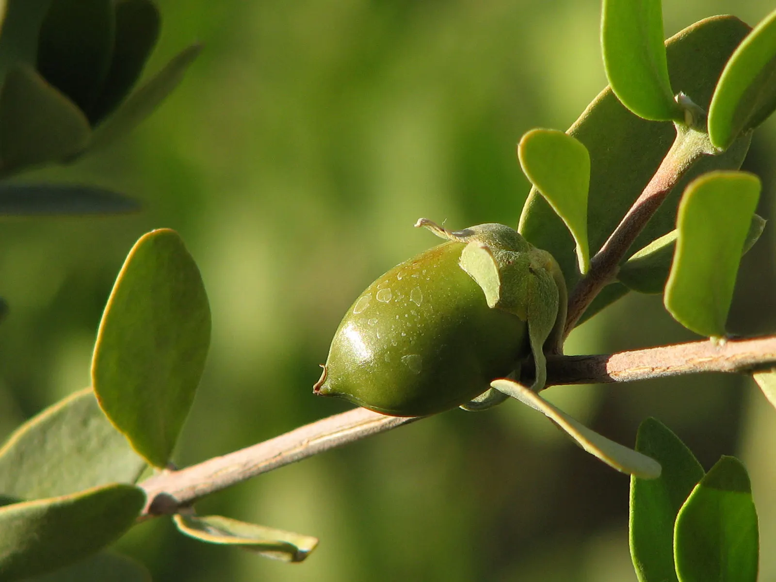 Jojoba, Goatnut (Simmondsia Chinensis) — commonly known as Jojoba or Goatnut