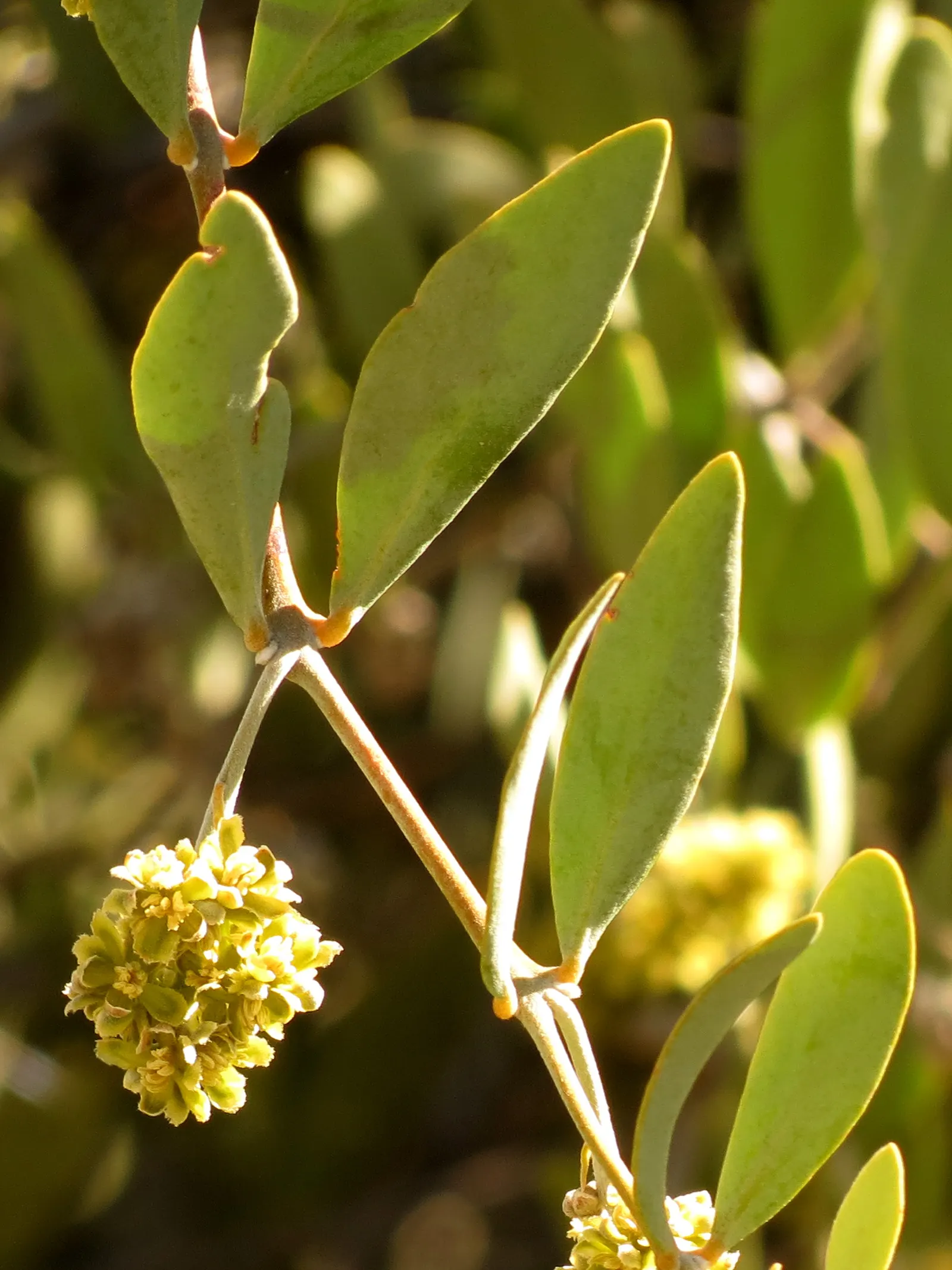 Jojoba, Goatnut (Simmondsia Chinensis) — Noted for its wax-producing seeds