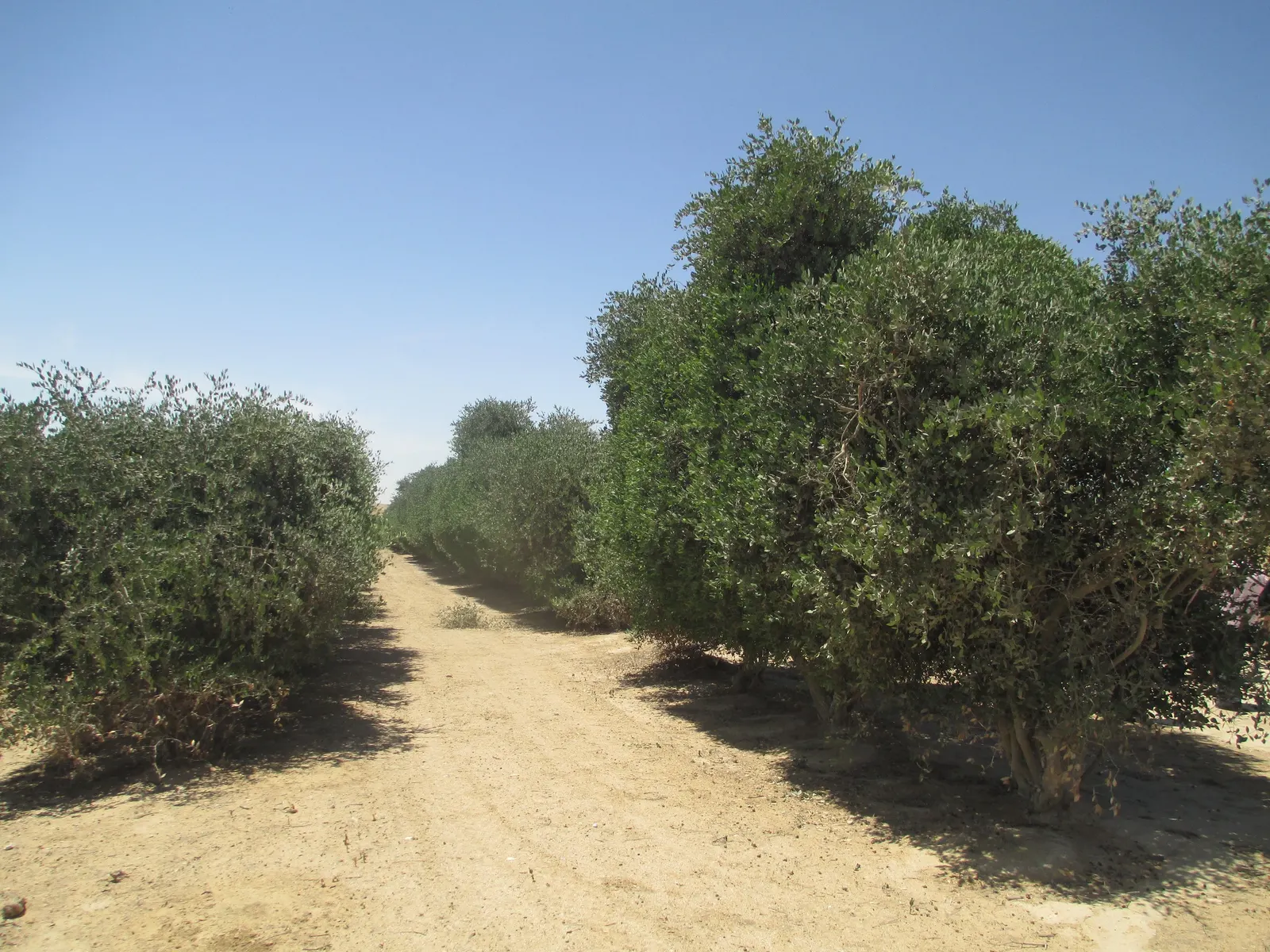 Jojoba, Goatnut (Simmondsia Chinensis) — plants are either male or female