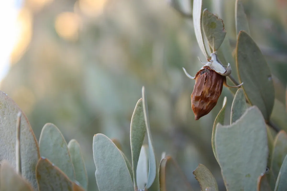 Jojoba, Goatnut (Simmondsia Chinensis) — thriving in well-drained soils under full sun; with only females bearing fruit