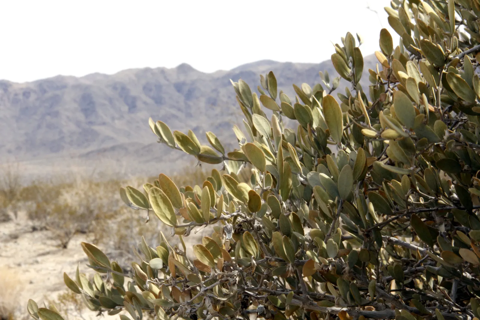 Jojoba, Goatnut (Simmondsia Chinensis) — is a perennial shrub native to the desert regions of the southwestern United States and northwestern Mexico