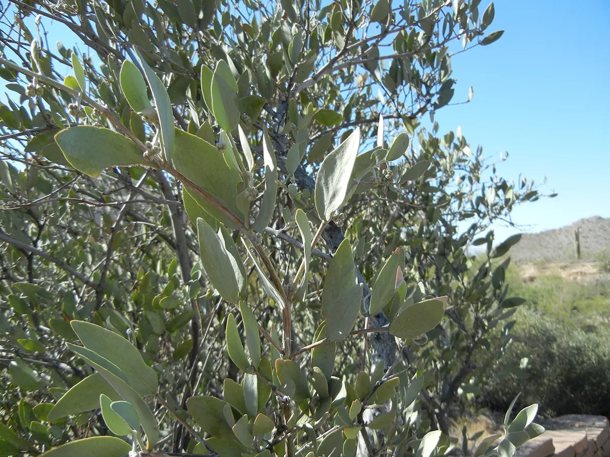 Jojoba, Goatnut (Simmondsia Chinensis) — Adaptable to arid conditions, it reaches up to 6 feet in height and spreads 6 to 10 feet wide; with only, image 59