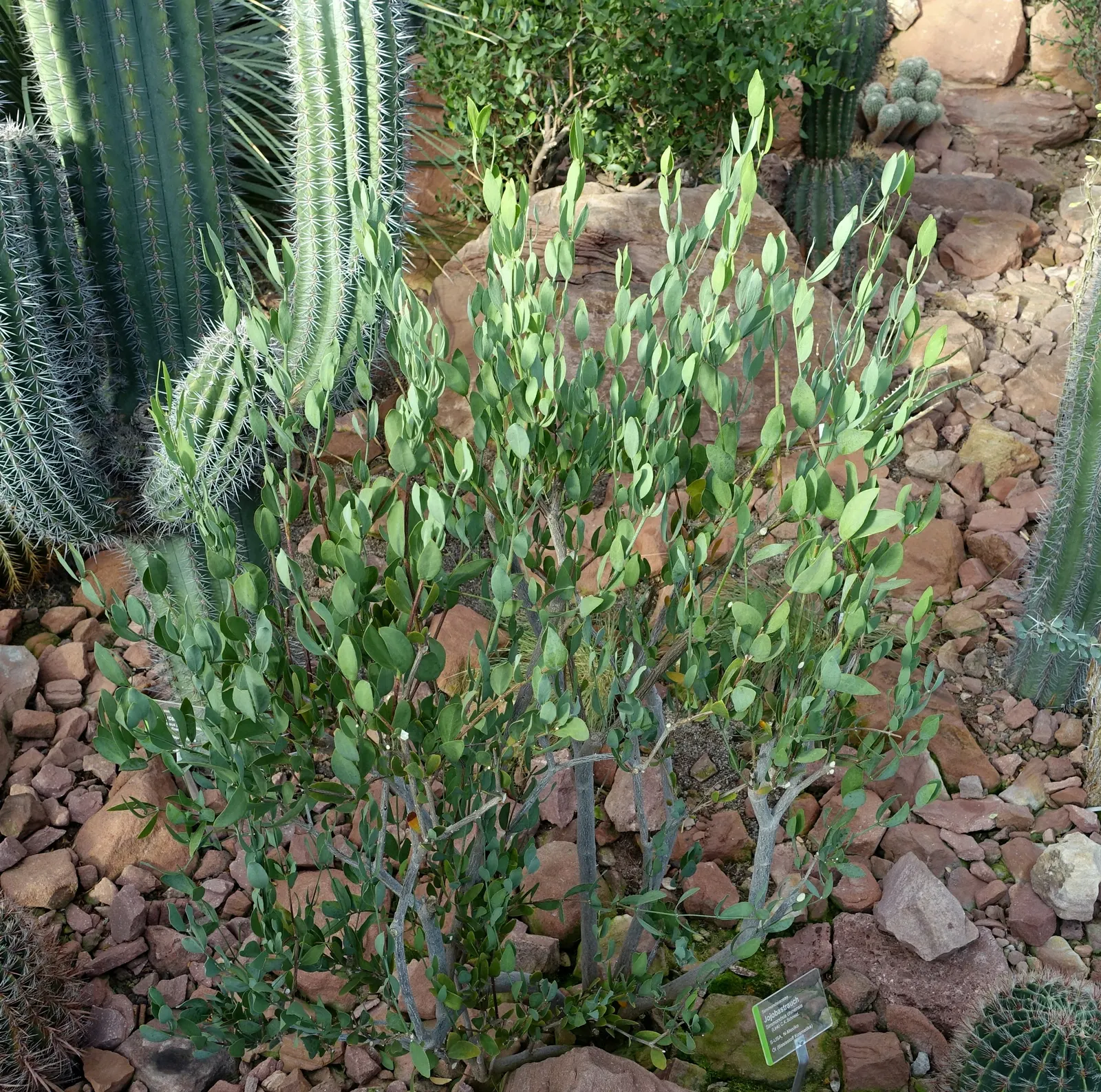 Jojoba, Goatnut (Simmondsia Chinensis) — thriving in well-drained soils under full sun