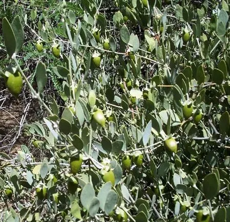 Jojoba, Goatnut (Simmondsia Chinensis) — As a landscape architect assistant